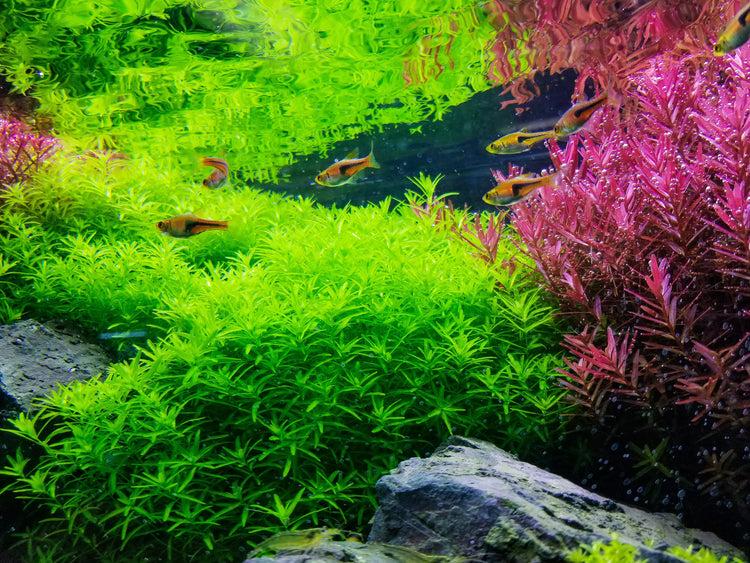 Green Flow